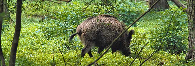 jagdeinrichtungen-header